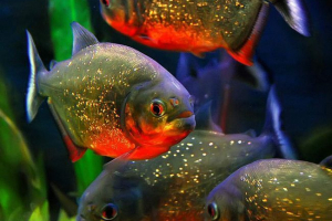 Снимка на piranha обикновена Снимка на piranha обикновена